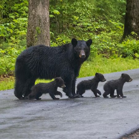 Mountain Eden, Hot Tub, Resort Pool, Wifi, 1089 Free Tickets Each Paid Day, Dollywood And More Gatlinburg Eksteriør billede